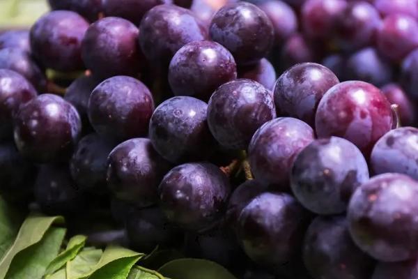 猫吃了老鼠药如何处理,可立即送往宠物医院进行催吐