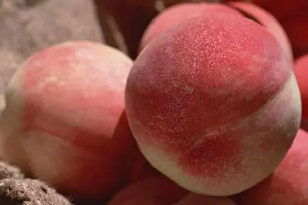 猫吃了老鼠药如何处理,可立即送往宠物医院进行催吐