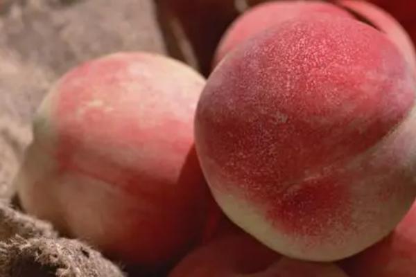 猫吃了老鼠药如何处理,可立即送往宠物医院进行催吐