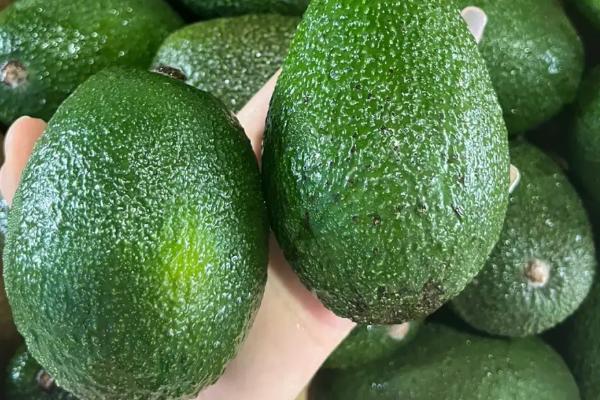 猫吃了老鼠药如何处理,可立即送往宠物医院进行催吐