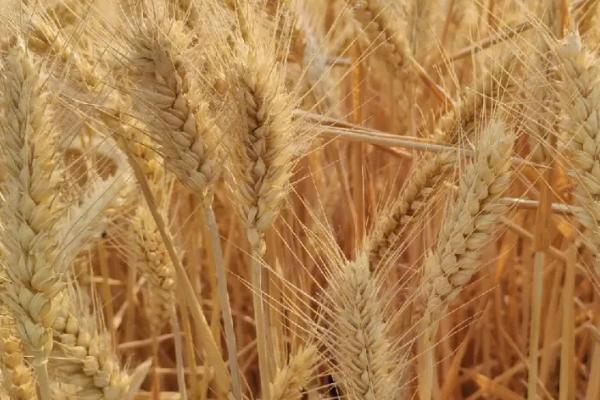 山农22号小麦种简介,适播期为10月5-10日