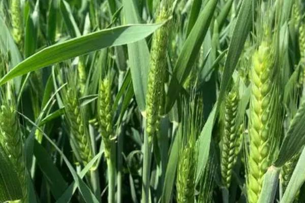 山农22号小麦种简介,适播期为10月5-10日