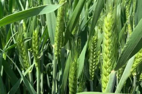 山农22号小麦种简介,适播期为10月5-10日