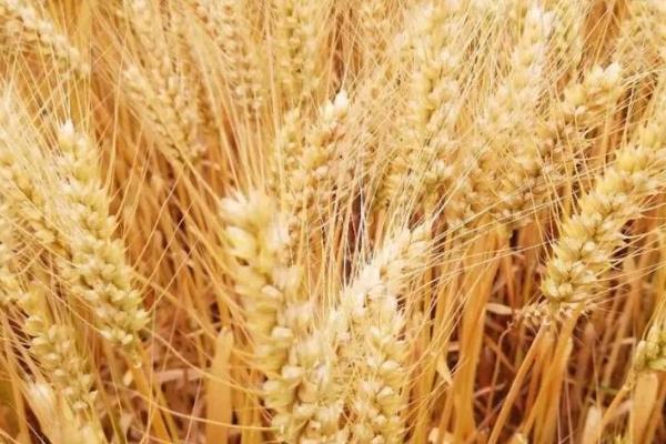 山农22号小麦种简介,适播期为10月5-10日