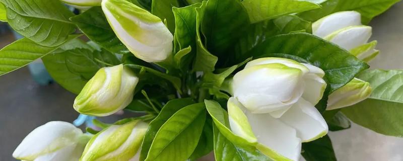 栀子花有什么花语