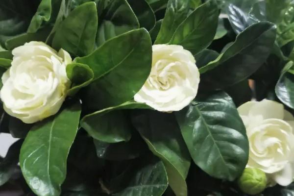 栀子花有什么花语,花语是永恒的爱、一生守侯和喜悦