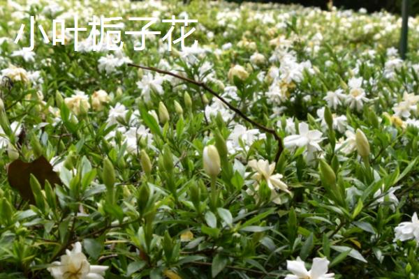 栀子花有什么花语,花语是永恒的爱、一生守侯和喜悦