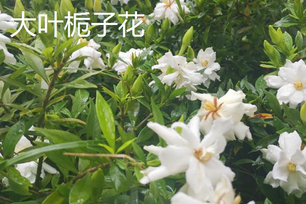 栀子花有什么花语,花语是永恒的爱、一生守侯和喜悦