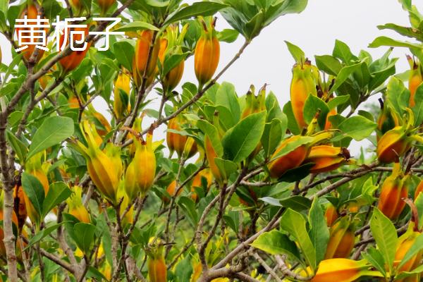 栀子花有什么花语,花语是永恒的爱、一生守侯和喜悦