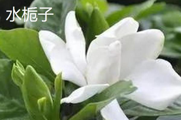 栀子花有什么花语,花语是永恒的爱、一生守侯和喜悦
