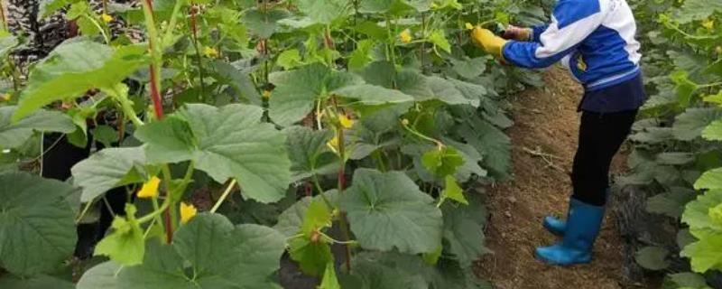 甜瓜怎么整枝授粉
