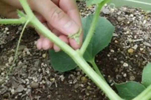 甜瓜怎么整枝授粉,分为主蔓整枝、侧蔓整枝、主侧蔓整枝