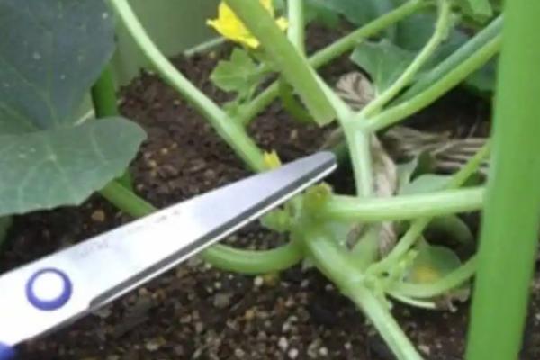 甜瓜怎么整枝授粉,分为主蔓整枝、侧蔓整枝、主侧蔓整枝