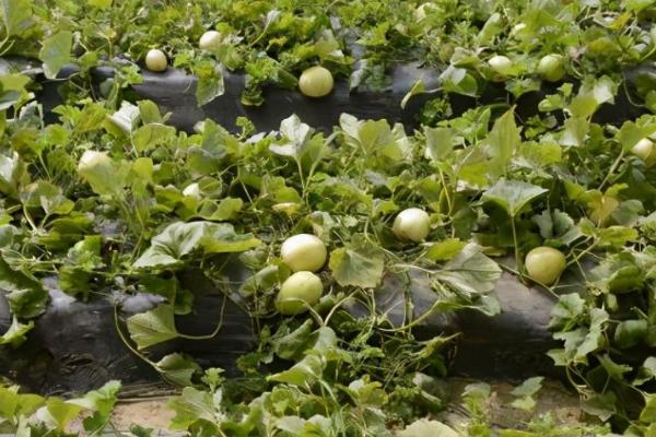 甜瓜怎么整枝授粉,分为主蔓整枝、侧蔓整枝、主侧蔓整枝