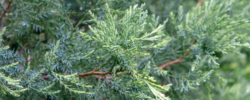 圆柏叶枯病怎么防治