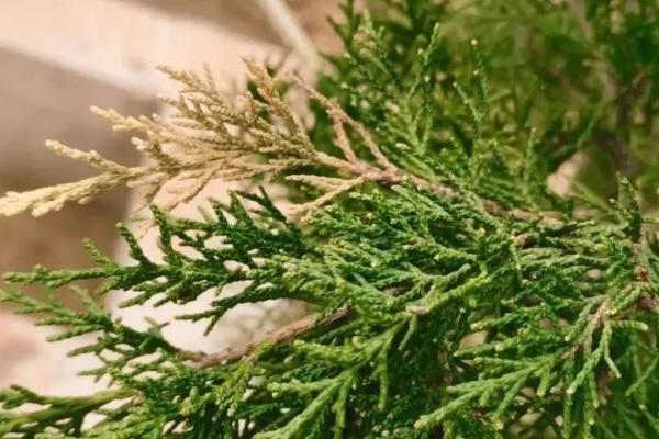 圆柏叶枯病怎么防治,喷施波尔多液具有良好的效果