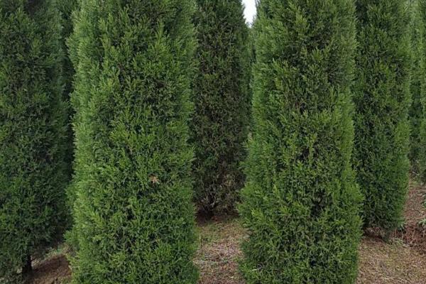 圆柏叶枯病怎么防治,喷施波尔多液具有良好的效果