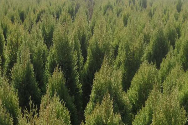 圆柏叶枯病怎么防治,喷施波尔多液具有良好的效果