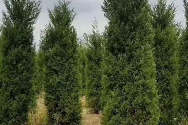 圆柏叶枯病怎么防治,喷施波尔多液具有良好的效果