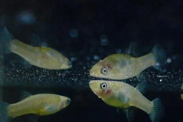 蓝眼鲫好不好养，性格温和好养活