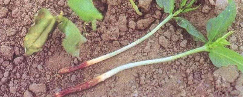 豌豆基腐病的防治方法