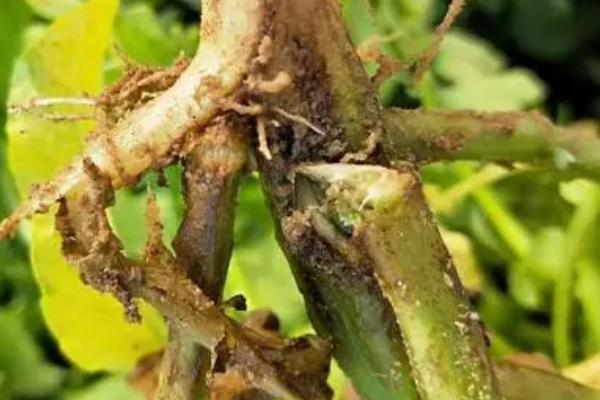 豌豆基腐病的防治方法,浇水时要避免大水漫灌