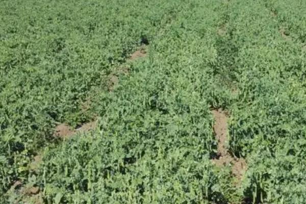 豌豆基腐病的防治方法,浇水时要避免大水漫灌