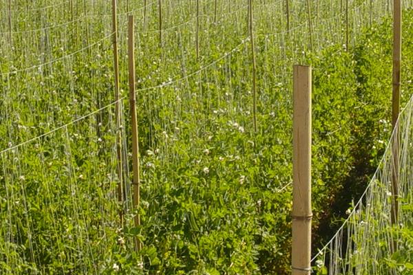 豌豆基腐病的防治方法,浇水时要避免大水漫灌