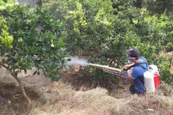 磷酸二氢钾能否增强柑橘的抗寒能力,使用后有助于树体抗寒防冻