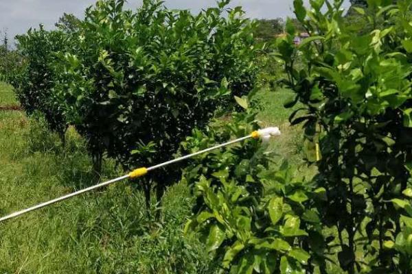 磷酸二氢钾能否增强柑橘的抗寒能力,使用后有助于树体抗寒防冻