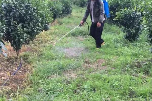 磷酸二氢钾能否增强柑橘的抗寒能力,使用后有助于树体抗寒防冻