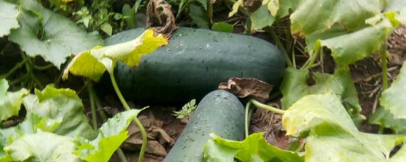 黑皮冬瓜的种植时间