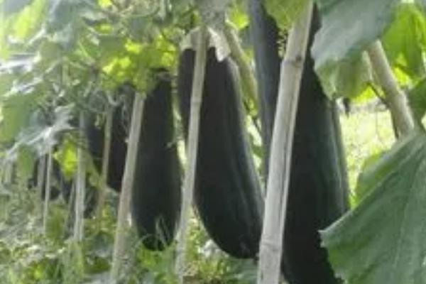 黑皮冬瓜的种植时间,海南在整个冬春季均可播种