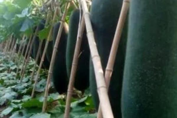 黑皮冬瓜的种植时间,海南在整个冬春季均可播种