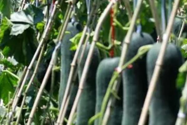 黑皮冬瓜的种植时间,海南在整个冬春季均可播种