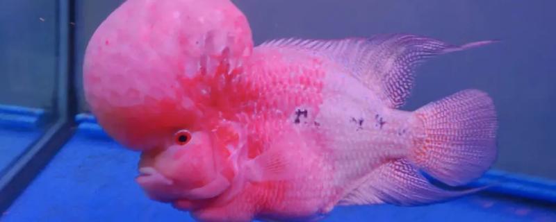 罗汉鱼能养多少条