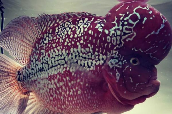 罗汉鱼能养多少条,养1-3条比较合适