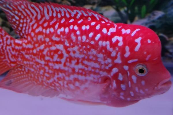 罗汉鱼能养多少条,养1-3条比较合适