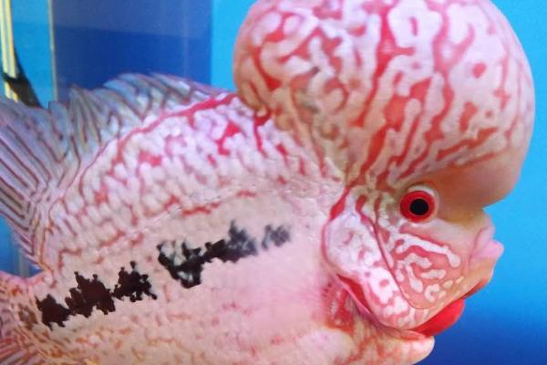 罗汉鱼能养多少条,养1-3条比较合适