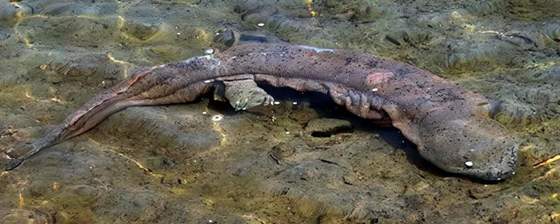 有没有人工养殖的娃娃鱼