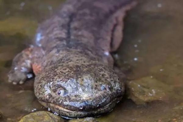 有没有人工养殖的娃娃鱼,具有人工养殖的品种