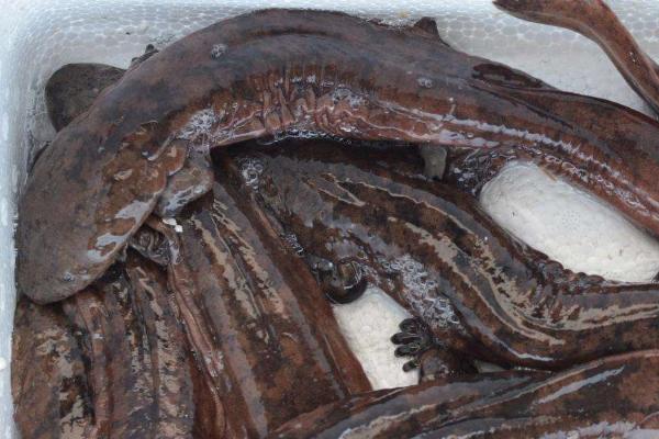 有没有人工养殖的娃娃鱼,具有人工养殖的品种