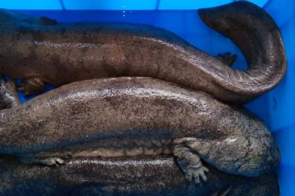 有没有人工养殖的娃娃鱼,具有人工养殖的品种