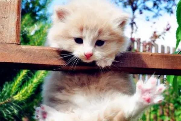 猫咪尿闭怎么治疗,可喂服消炎、利尿的药物