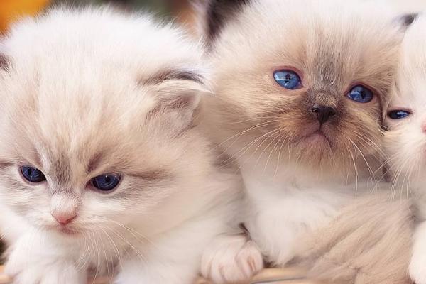 猫咪尿闭怎么治疗,可喂服消炎、利尿的药物