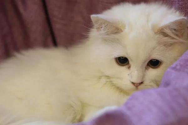 猫咪尿闭怎么治疗,可喂服消炎、利尿的药物