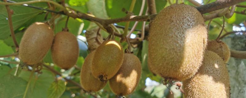 奇异果和猕猴桃有什么区别