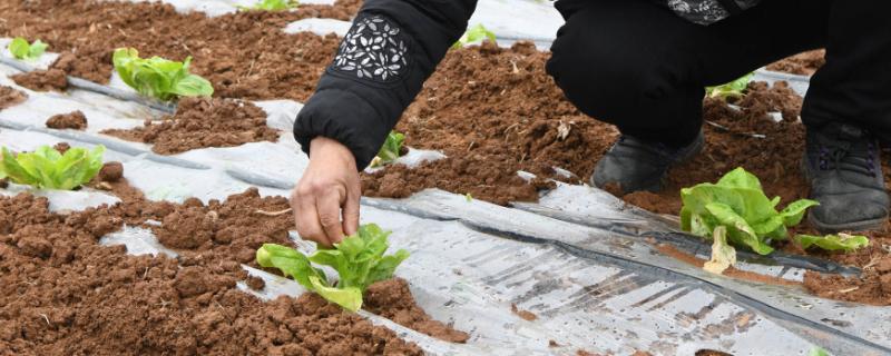 白菜越冬制种方法