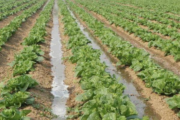 白菜越冬制种方法,定植后要注意划锄松土、提高地温