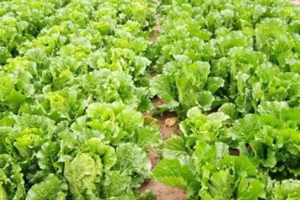 白菜越冬制种方法,定植后要注意划锄松土、提高地温